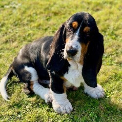 basset hound