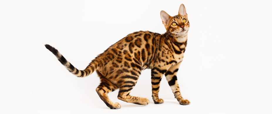 Bengal cat against a white background