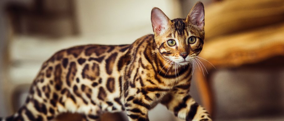 Bengal cat insight