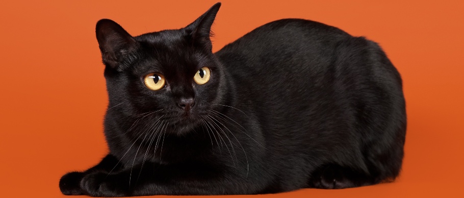 bombay cat