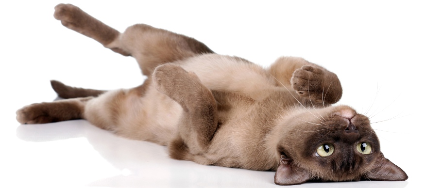 burmese cat
