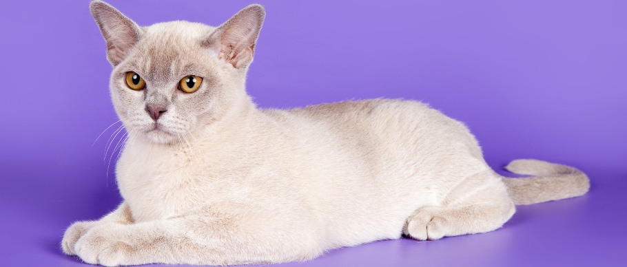 burmese cat in studio