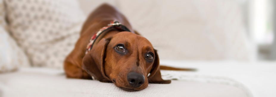 Dog on Couch