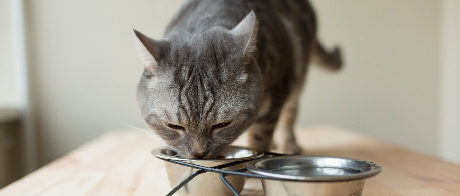 cat and food bowls