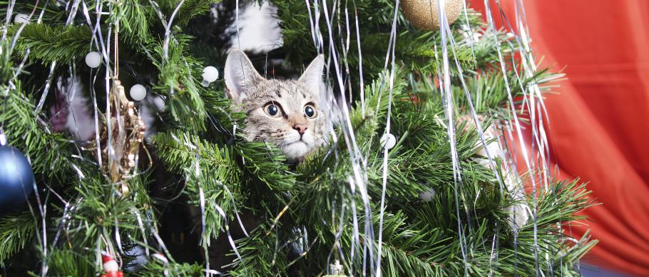 cat in christmas tree