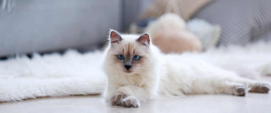cat in living room