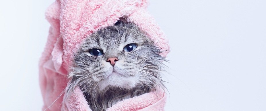 cat wrapped in towel