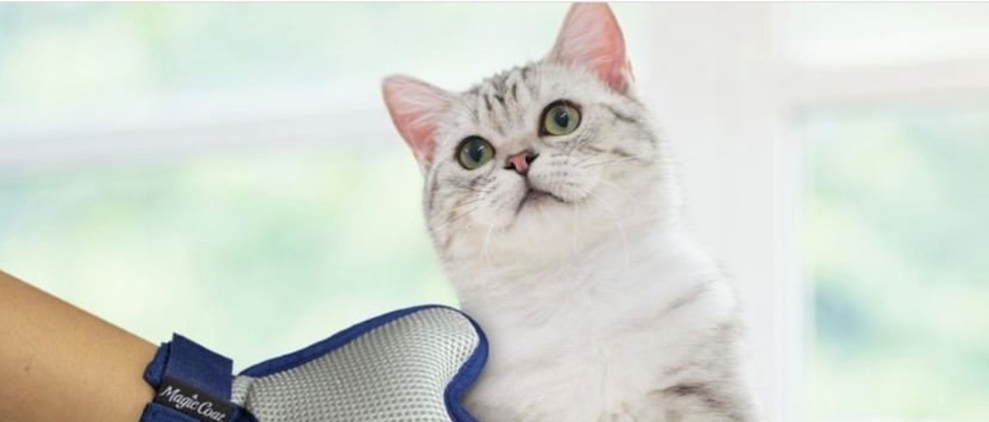 grooming glove on cat 