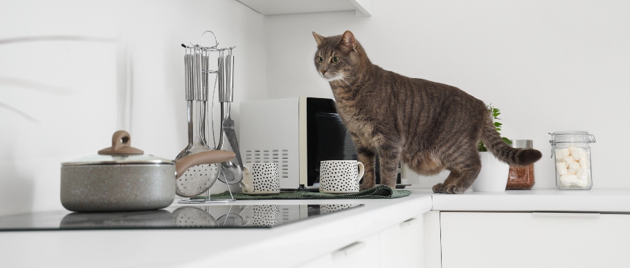 cat standing on kitchen counter
