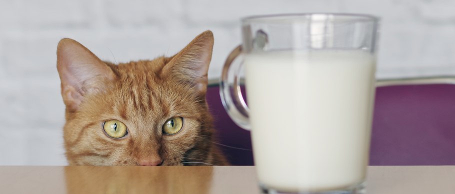 cat with milk