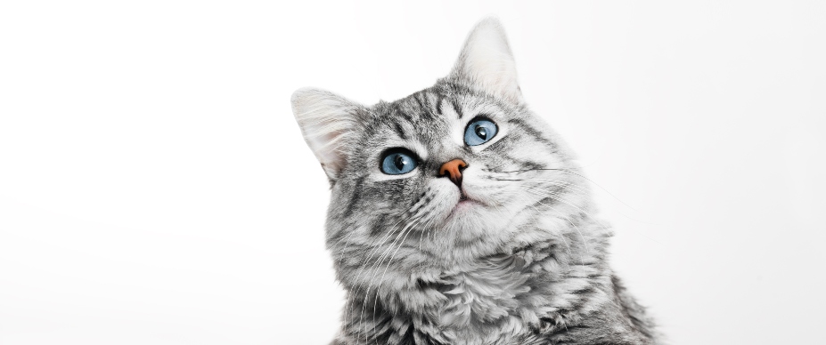 cat looking up