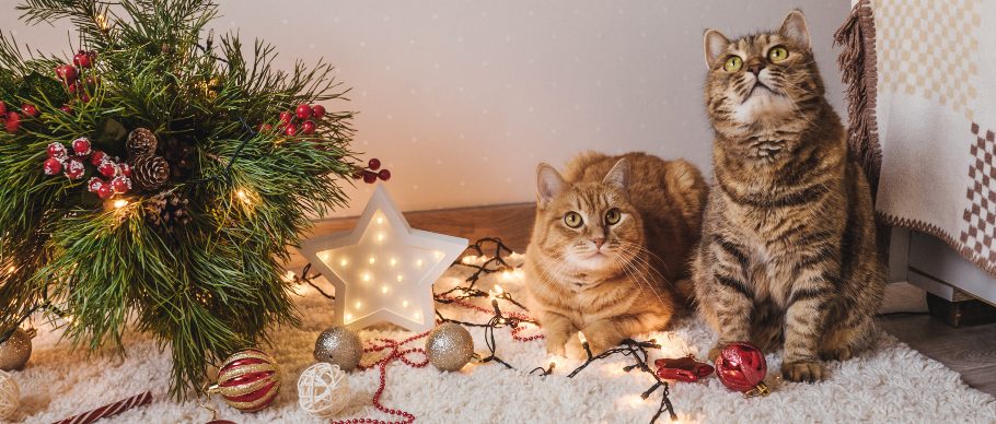 two cats with christmas lights