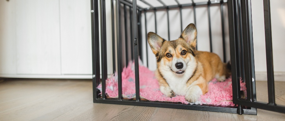 Corgi in crate