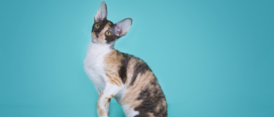 cornish rex cat