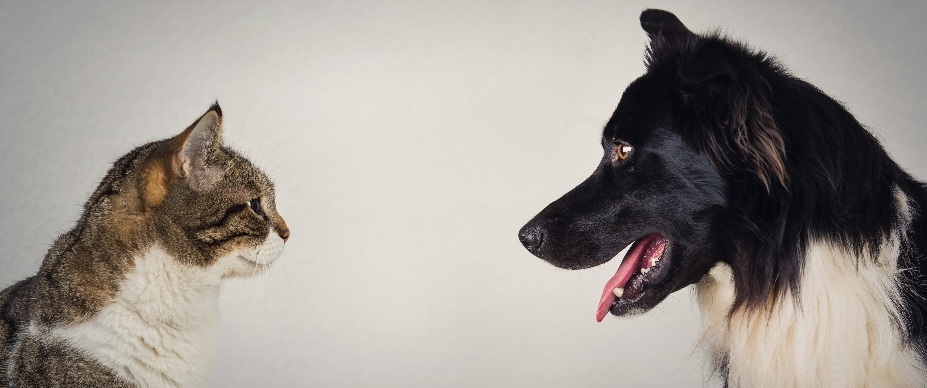 dog and cat facing each other