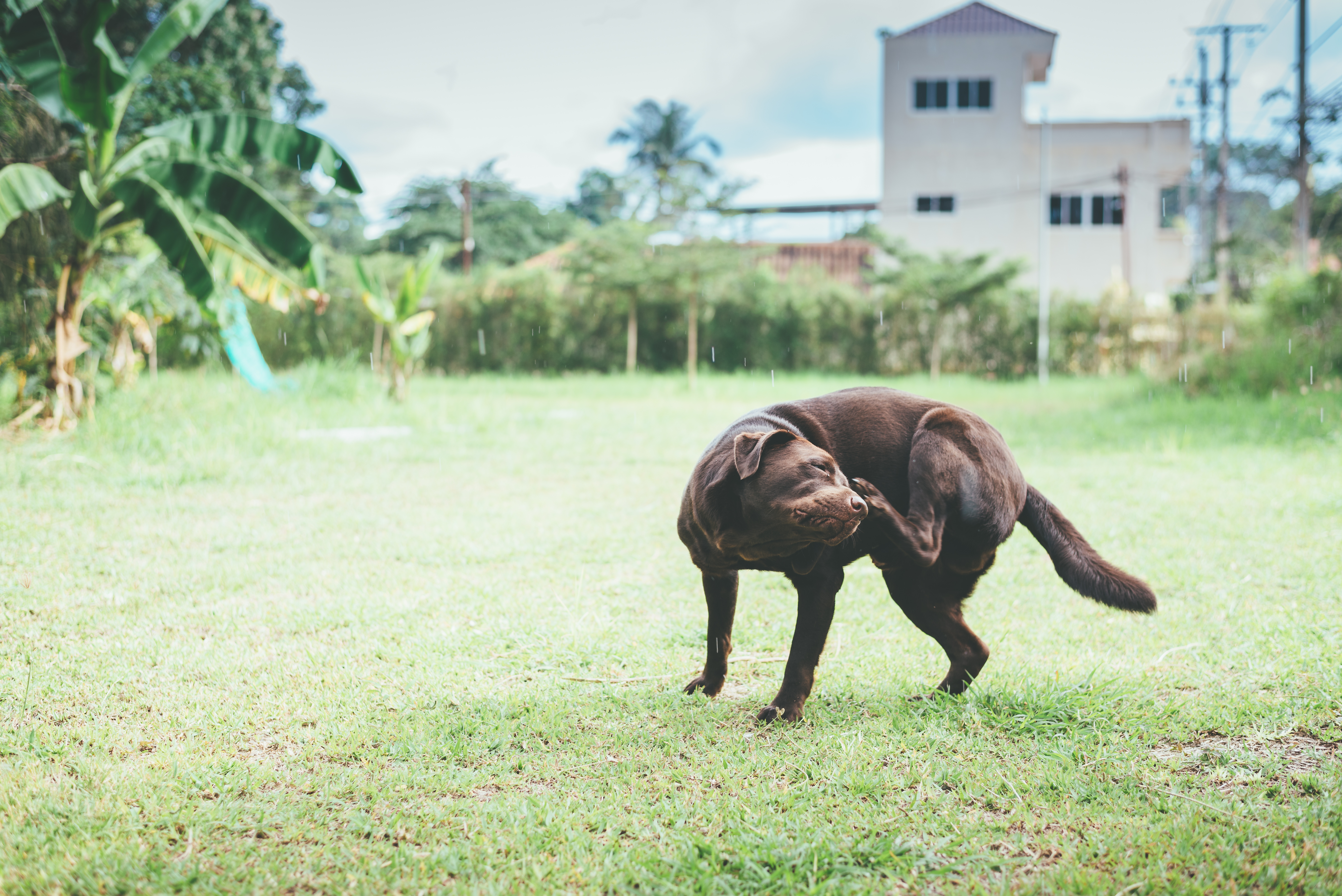 Chocolate lab scratching itself outside