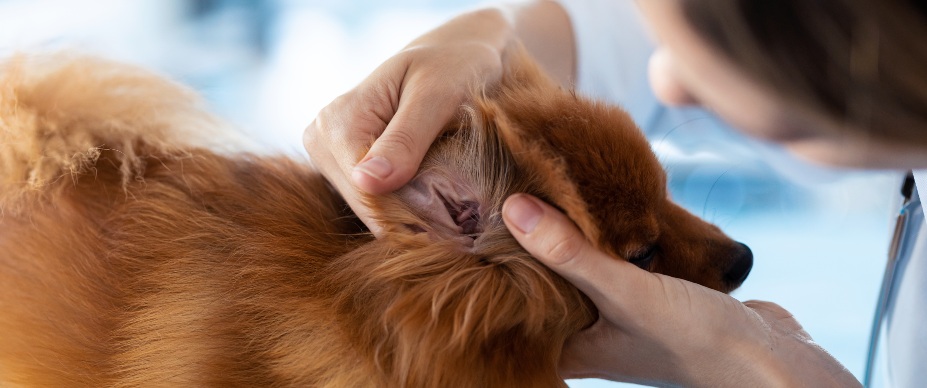 vet checking a dog