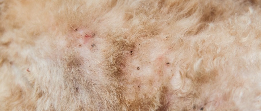 fleas on dog’s skin