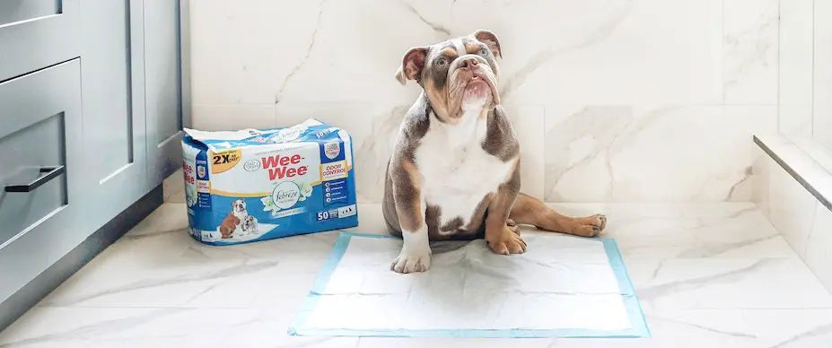 Adult dog on wee wee pad