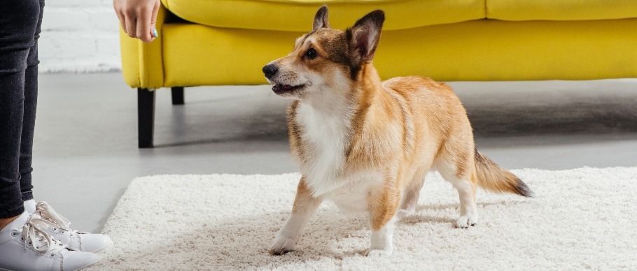 woman training dog