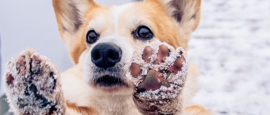 corgi with snowy paws