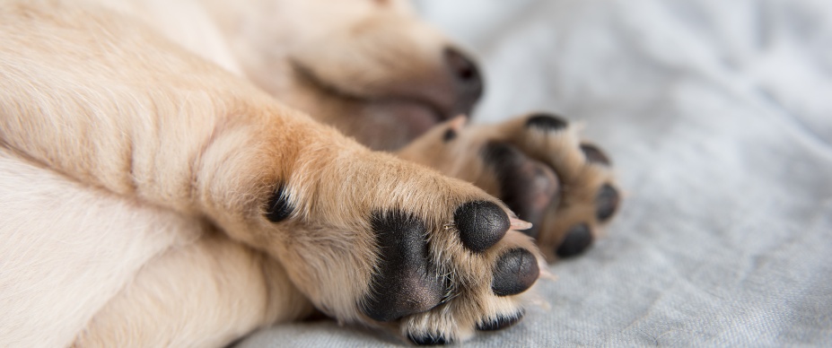 A sleeping puppy