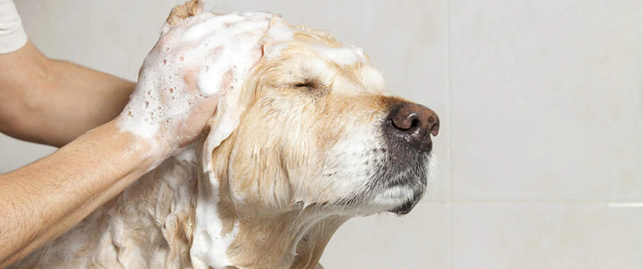 Dog getting a bath