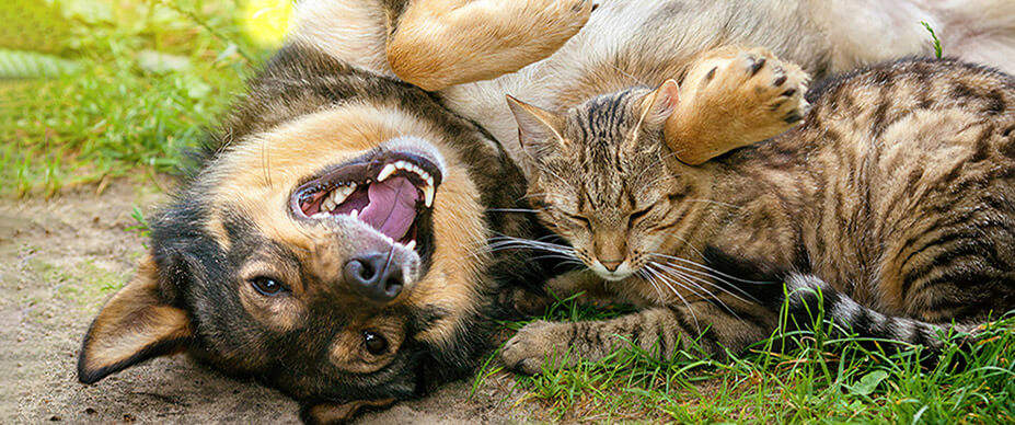 Dog and cat in grass and dirt.