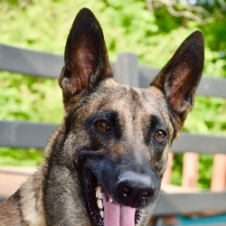 german shepherd