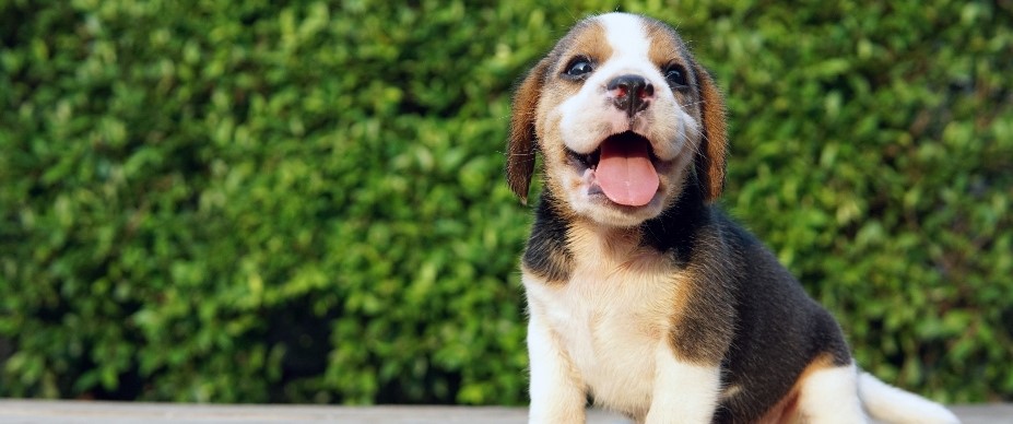 Happy puppy 