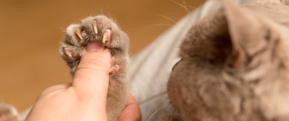 person with thumb in cat's paw pad with claws extended