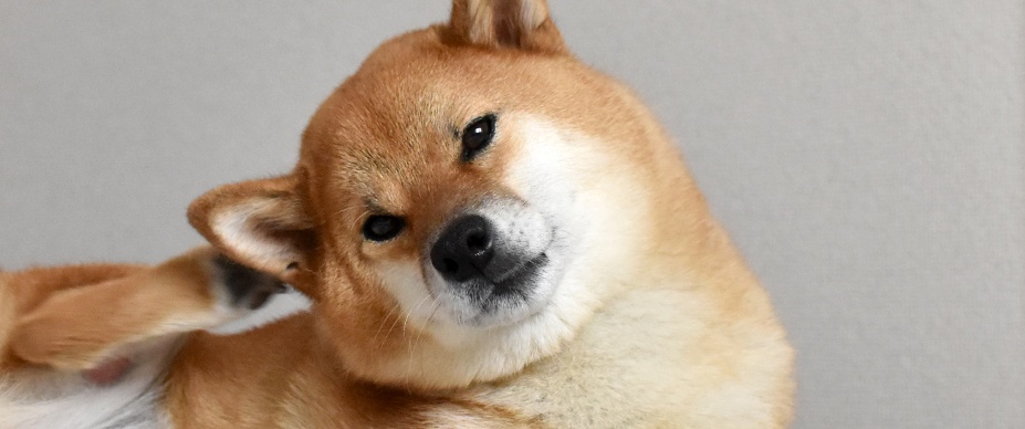 shiba inu dog scratching its ear 