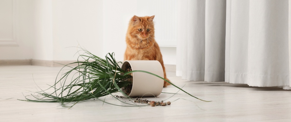 cat sitting next to a knocked over plant
