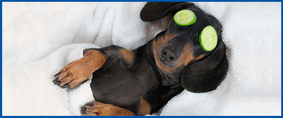 indoor-dog-activities