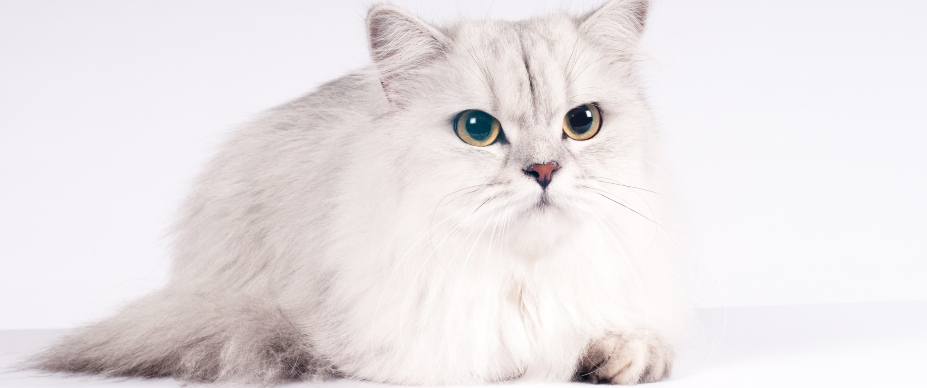 white long hair cat