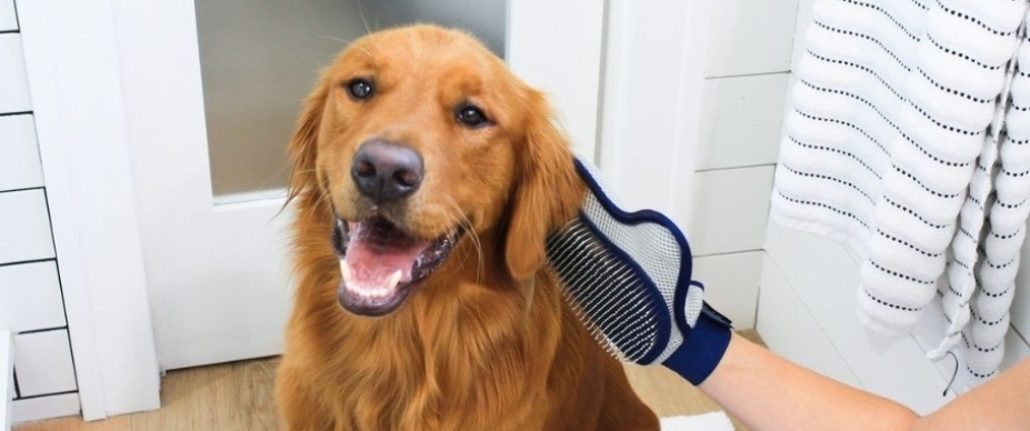  four paws comfort tips deluxe love glove on dog