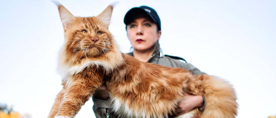 large cat being held