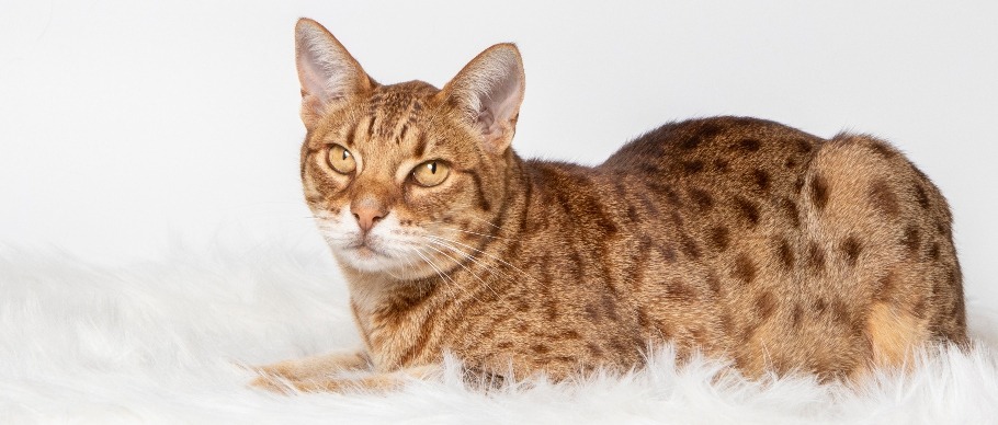 ocicat