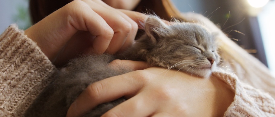 person petting kitten