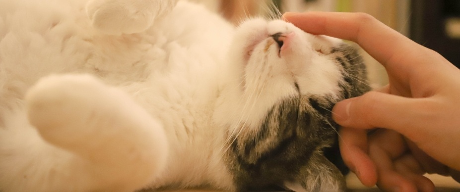 Petting cat