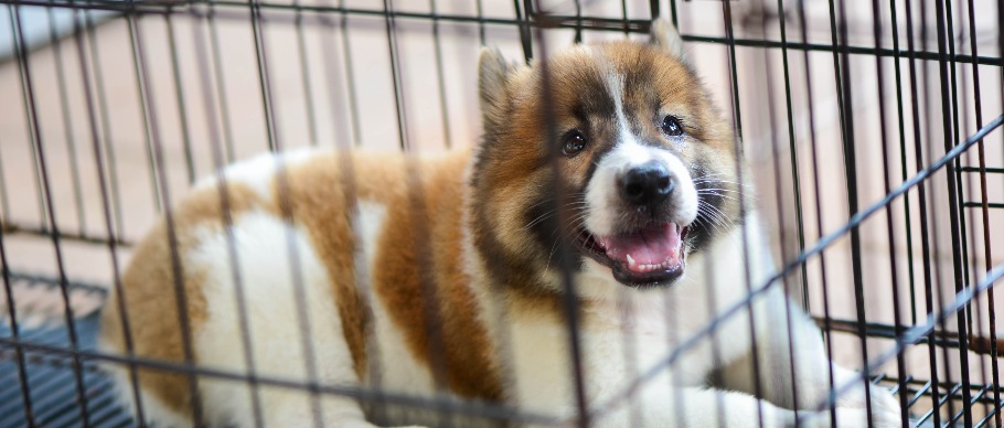 puppy in crate