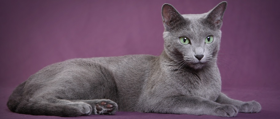 russian blue cat