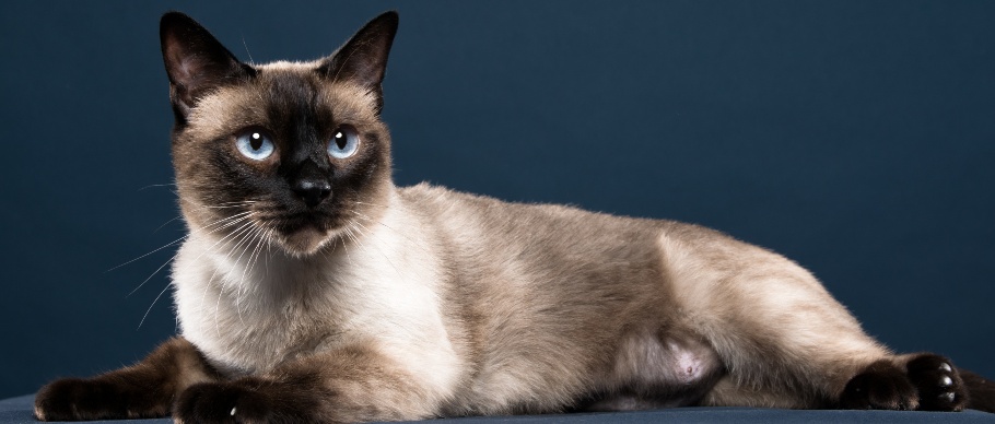 siamese cat