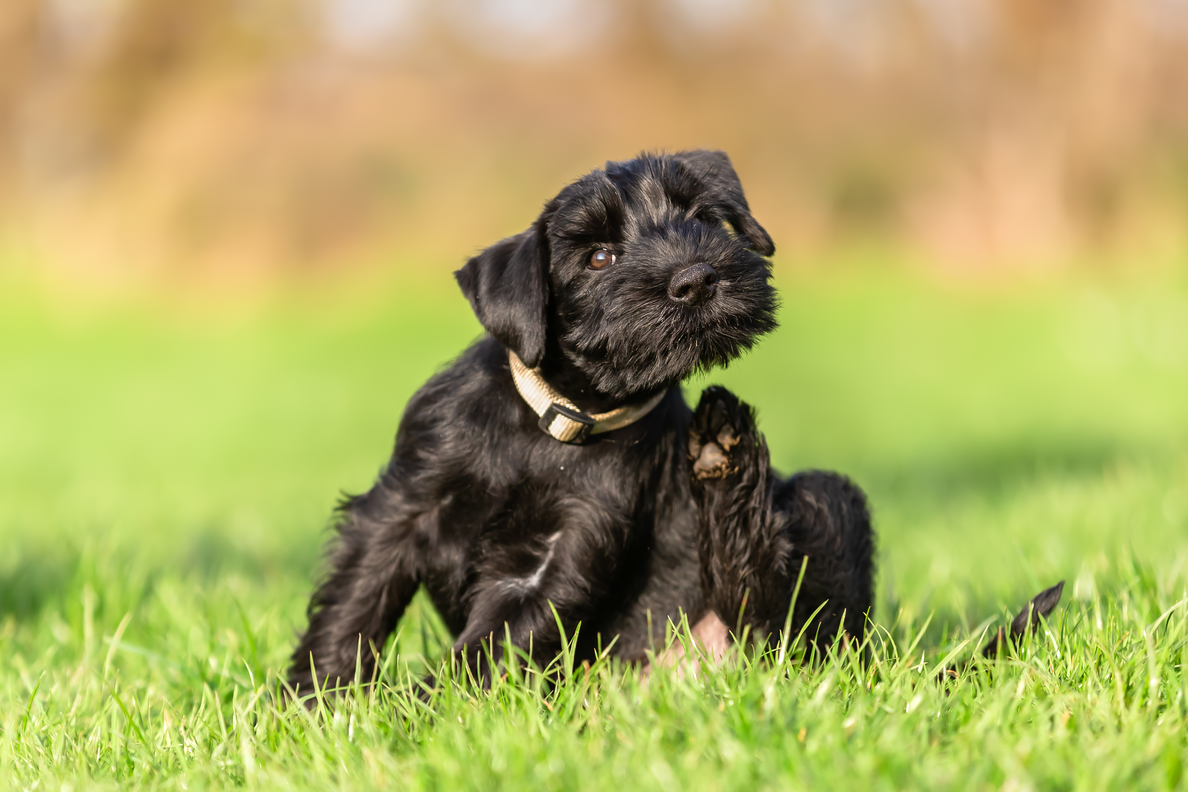 Schnauzer puppy scratching itself