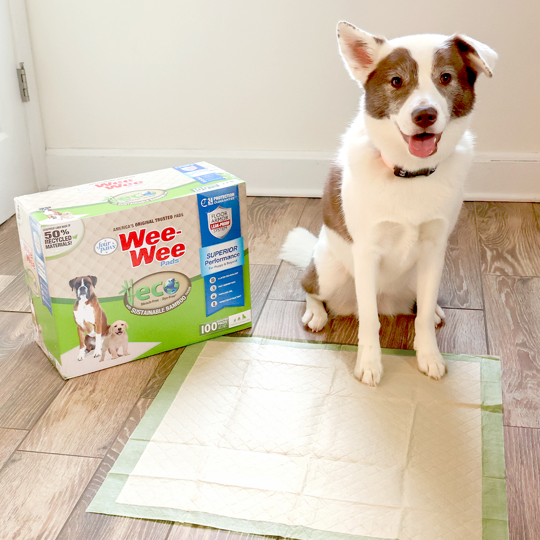 dog with eco pad