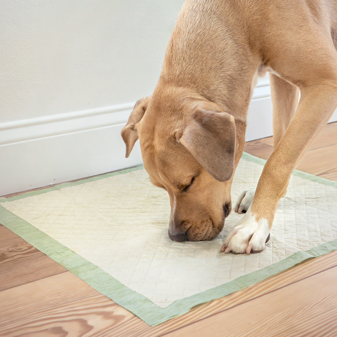 dog smelling eco pad