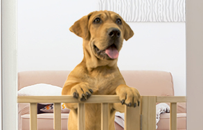 Dog standing over gate.