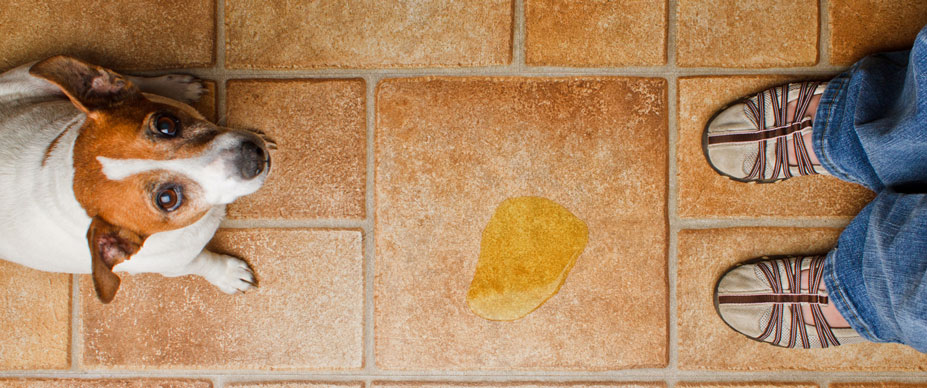 A brown and white dog looks up from a tile floor, where it seems to have peed. The dog’s owner’s feet are visible at the other end of the photo. 