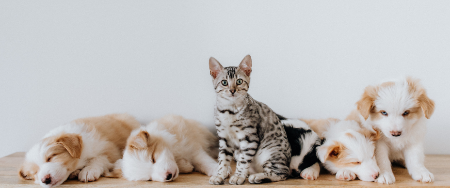 Five puppies and a cat.